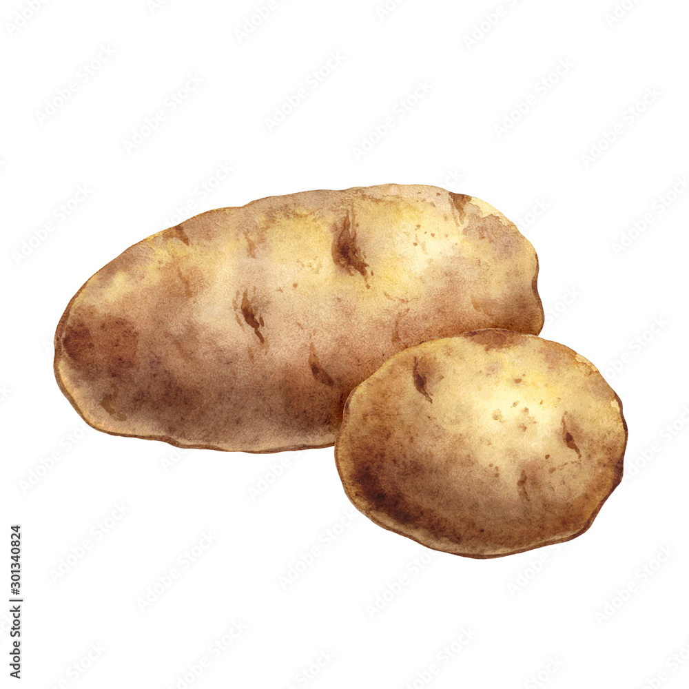 Isolated watercolor potatoes on white background Isolated watercolor potatoes on white background