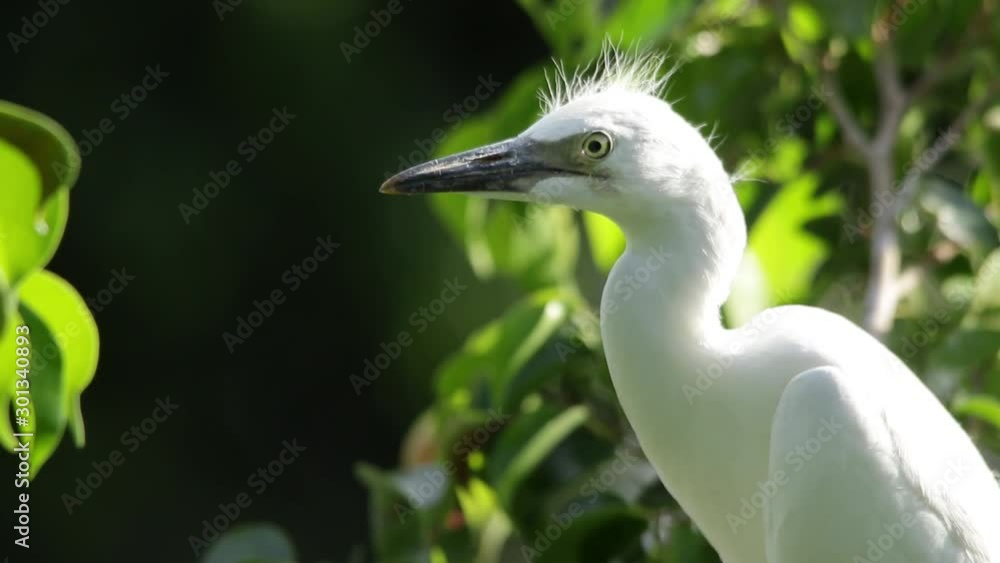 Cattle egret portrait, gorgeous and splendid bird Cattle egret portrait, gorgeous and splendid bird