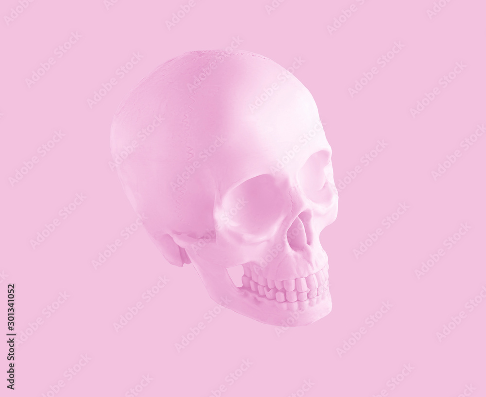 skull isolated on pink background skull isolated on pink background