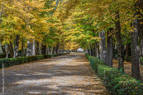 Autumn tunnel in the gardens of Aranjuez. madrid Spain