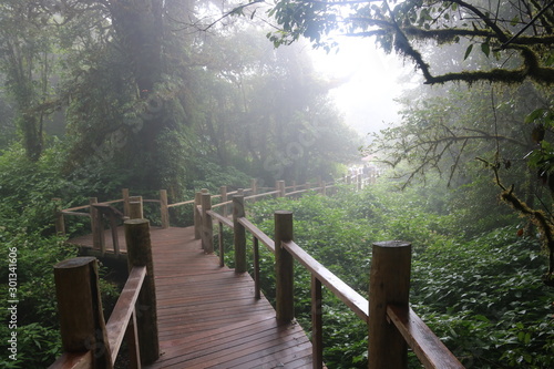 Angkha Nature Study Route  Tropical Rain Forest at Doi Inthanon National Park  Chiang Mai Province  Thailand  