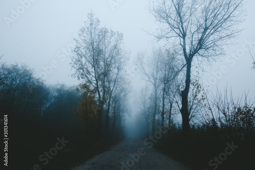 Dense fog in the middle of the forest © Miha Creative