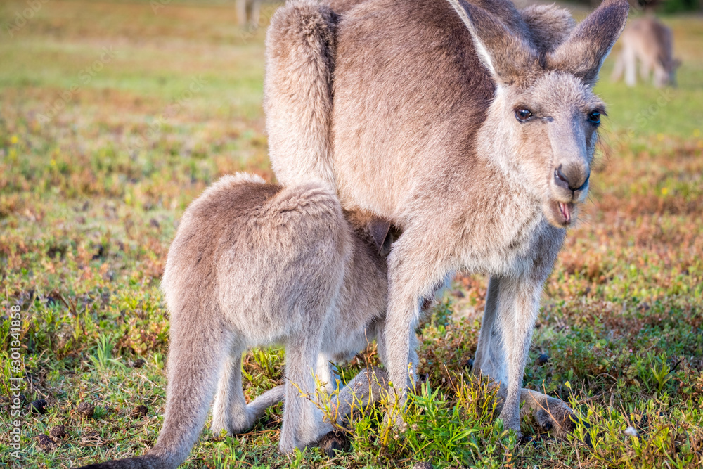 A kangaroo and joey in the wild in Coombabah Queensland 