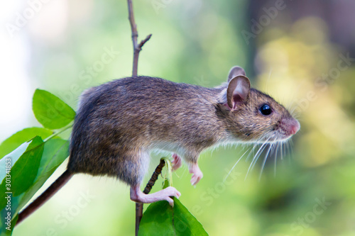 The Ural field mouse (Apodemus uralensis) sitting on a branch