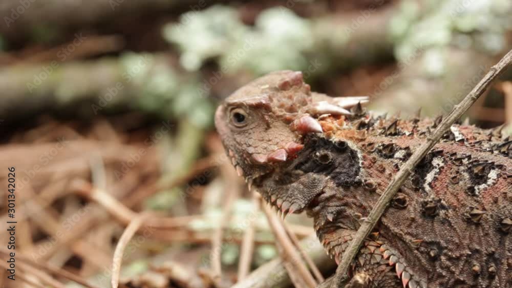 Mexican plateau horned lizard (Phrynosoma orbiculare) standing still Mexican plateau horned lizard (Phrynosoma orbiculare) standing still
