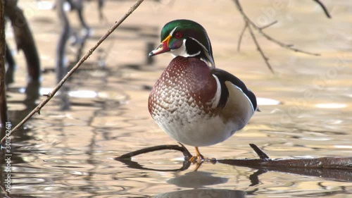 Drake wood duck standing on stick in pond as water ripples in slow motion. photo