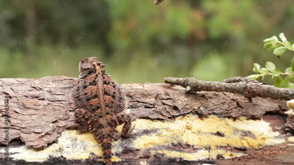 Mexican plateau horned lizard leaving the frame Mexican plateau horned lizard leaving the frame