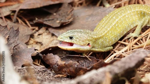 mexican endemic lizard licking a garter snake photo