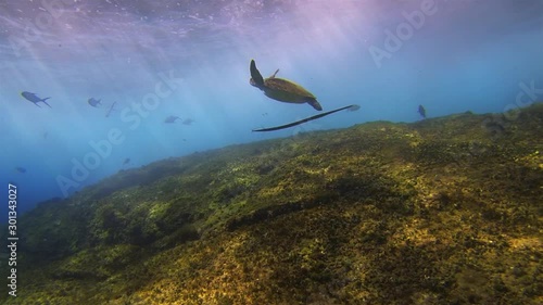 Sea Turtle & Pipe Fish. Green Turtle Swimming In Beautiful Sun Rays & Dramatic Sunlit Sea Surface Waves. Colourful Peaceful Rocky Coral Reef In Blue Sea Water. Graceful Aquatic Marine Life Underwater
