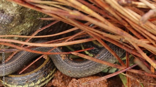 Unknown snake crawling over a Garter snake (Thamnophis spp.) photo