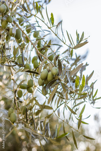 Green olives on an olive tree branch on a sunny summer day.