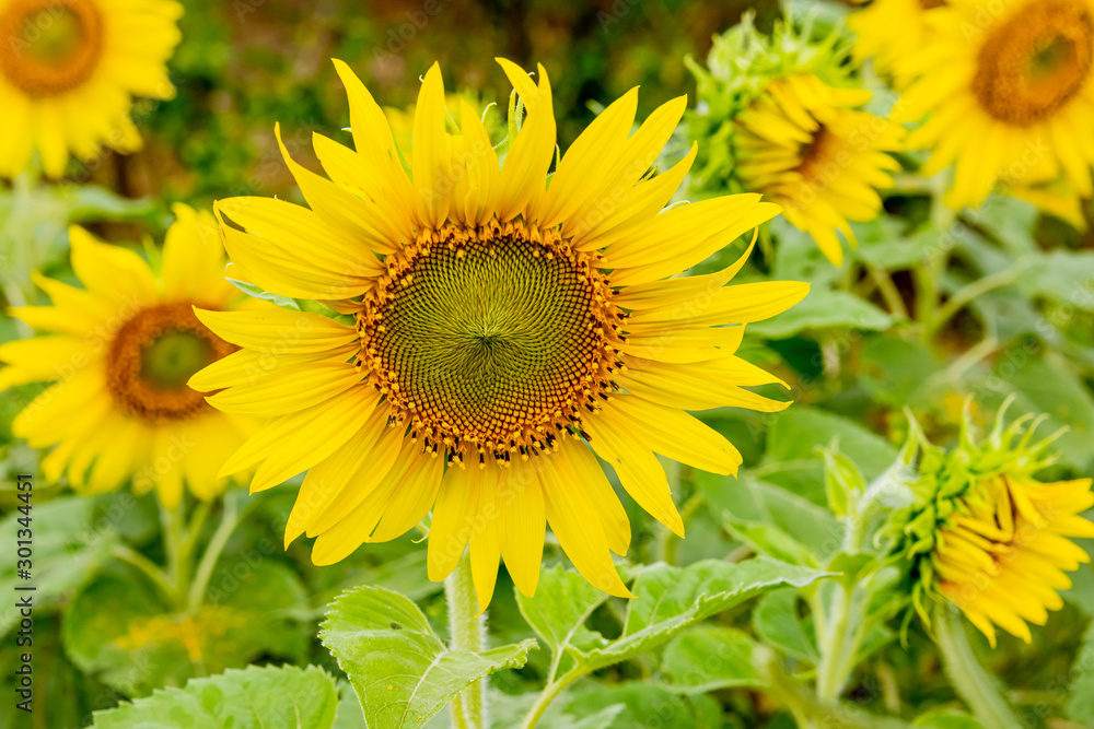 Sunflowers are blooming in the garden, Thailand Sunflowers are blooming in the garden, Thailand