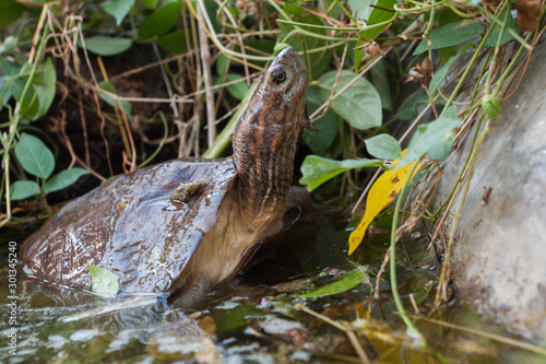 Asian leaf turtle (Cyclemys dentata) in the water photo