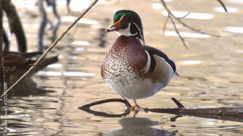 Wood duck drake on pond standing on stick as female hen swims around behind him. photo