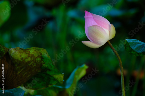 Pink lotus grown up and blooming in the pond.