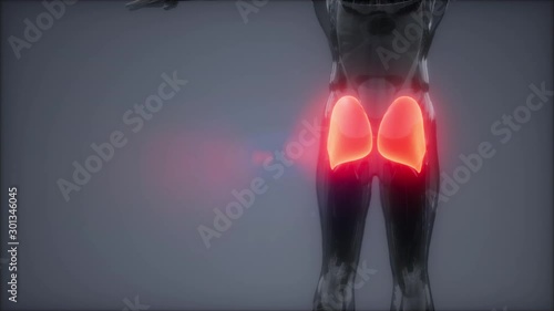 gluteus maximus - leg muscles anatomy animation photo