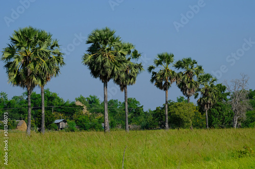 Sugar palm trees growht up in the rice field.