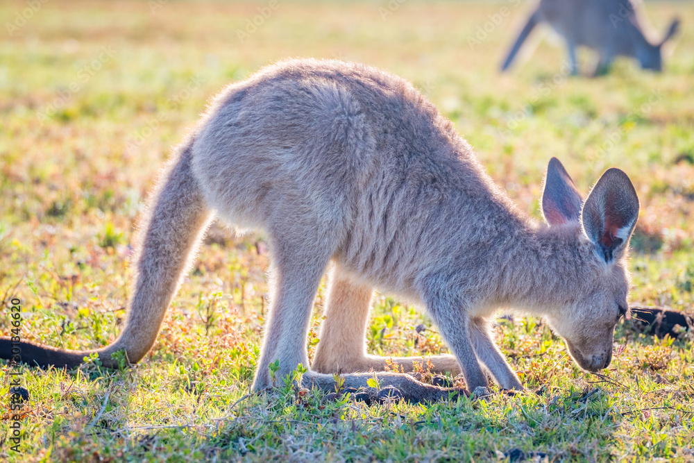 Naklejka premium A joey in the wild in Coombabah Queensland 