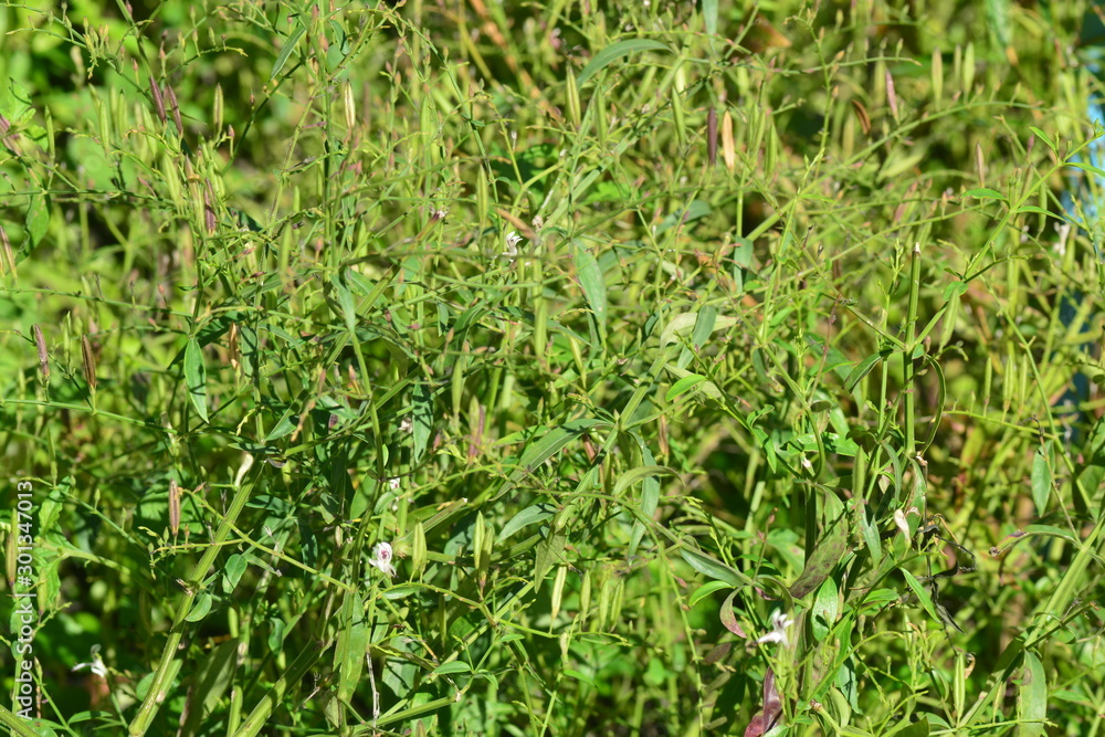 Kariyat (Scientific Name: Andrographis paniculata) Kariyat (Scientific Name: Andrographis paniculata)