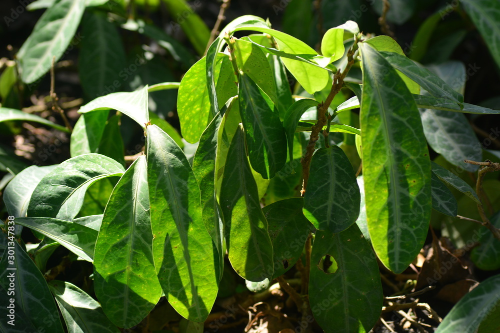 Obraz premium Dragon's Tongue or Sauropus spatulifolius Beille