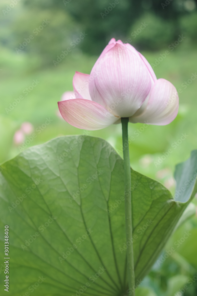 Fototapeta premium ハスの後ろ姿