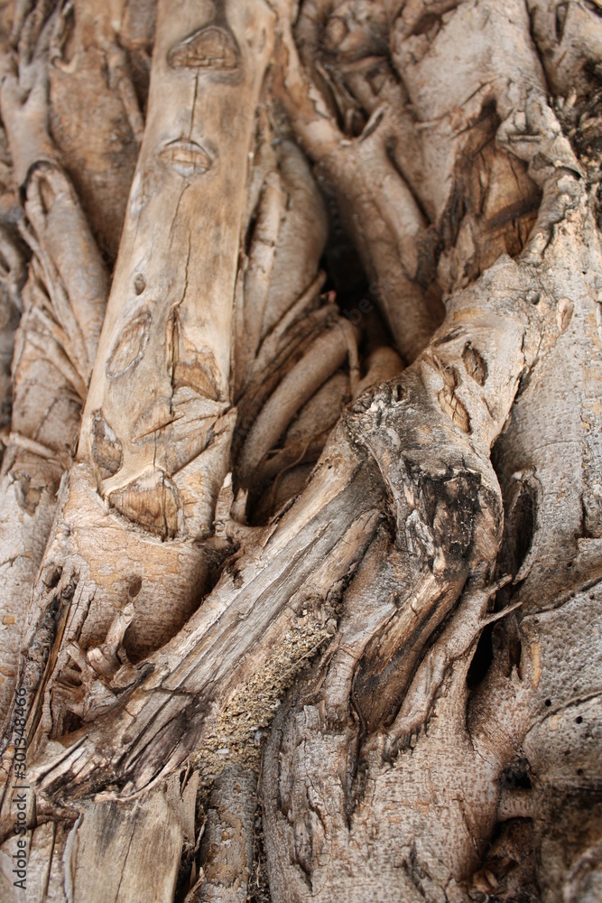 Banyan root Banyan root