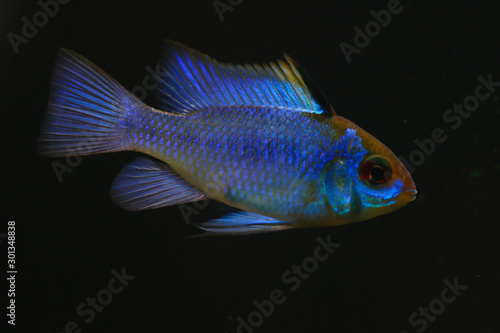 Südamerikanischer Schmetterlingsbuntbarsch (Mikrogeophagus ramirez) Weibcheni photo