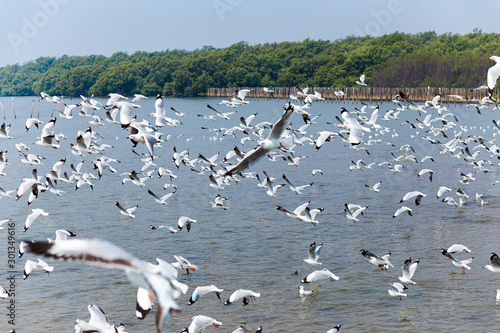 Every year, the seagulls evacuate the cold weather in warm to Thailand.