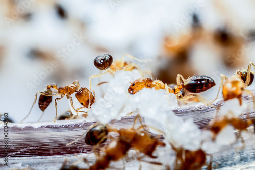 Foto Red ants are working together as a team carrying eggs, selective focus