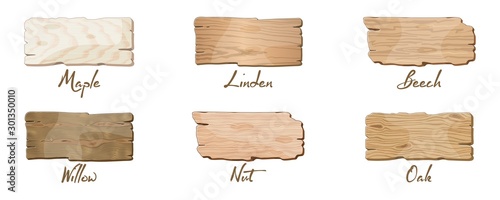 Vector set with samples of wooden boards of different trees maple, linden, beech, willow, nut, oak. Nature uncolored texture, background for laminate, veneer for furniture industry isolated on white.