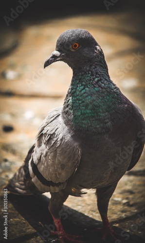pigeon on a background