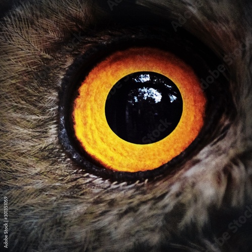 eye of a horus