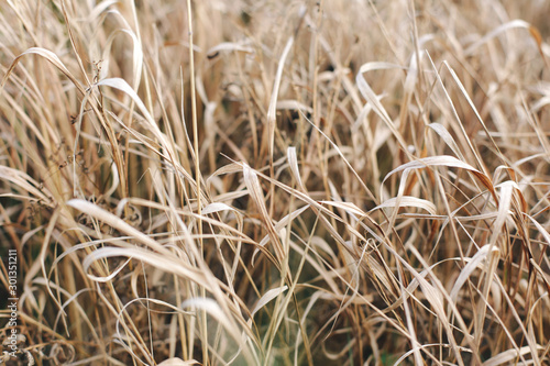 Dry grass grows on the mountain.