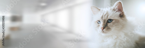 Obraz na plátně Portrait of beautiful sacred cat of burma; panoramic banner