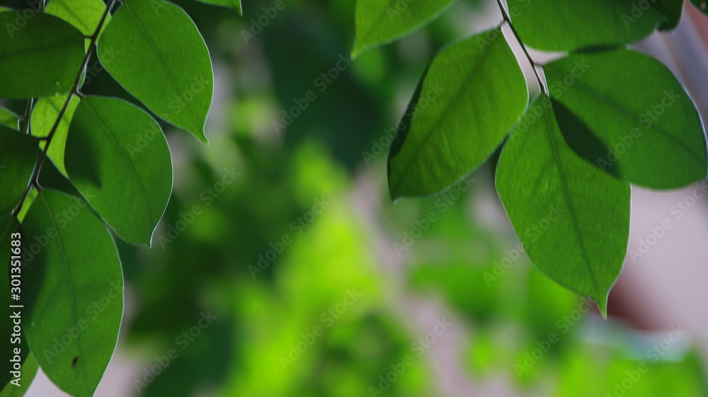 Close up beautiful view of nature green leaves on blurred greenery sky background with sunlight in public garden park. It is landscape ecology and copy space for wallpaper and backdrop Close up beautiful view of nature green leaves on blurred greenery sky background with sunlight in public garden park. It is landscape ecology and copy space for wallpaper and backdrop