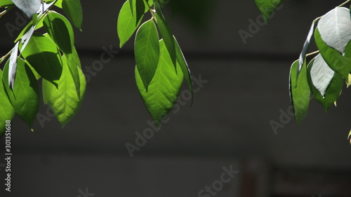 Close up beautiful view of nature green leaves on blurred greenery sky background with sunlight in public garden park. It is landscape ecology and copy space for wallpaper and backdrop