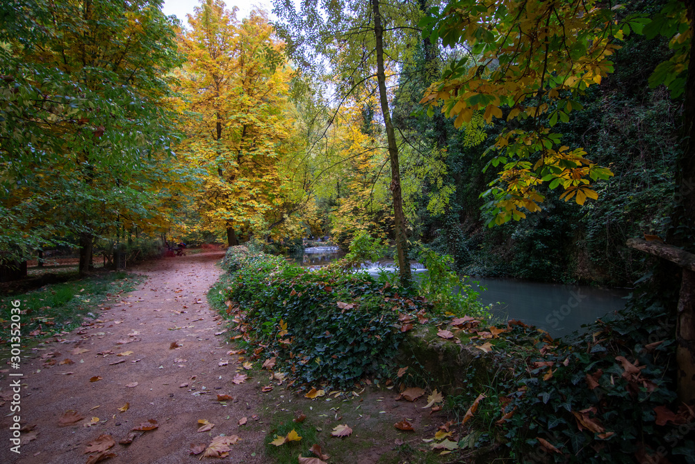 forest in autumn with leaf on the ground