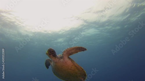 Sea Turtle Eating.Green Turtle Swimming In Calm Blue Sea Water Sunlit Sea Surface Catching Plant Food In Mouth. Beautiful Graceful Marine Turtle.Peaceful Gentle Marine Life.Aquatic Underwater Wildlife