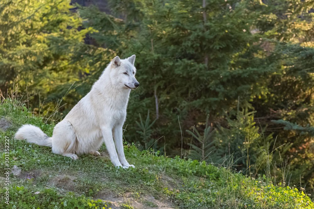 Naklejka premium Arctic wolf standing in the forest in Canada, portrait