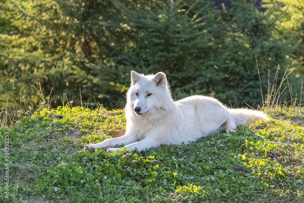 Arctic wolf standing in the forest in Canada, portrait Arctic wolf standing in the forest in Canada, portrait
