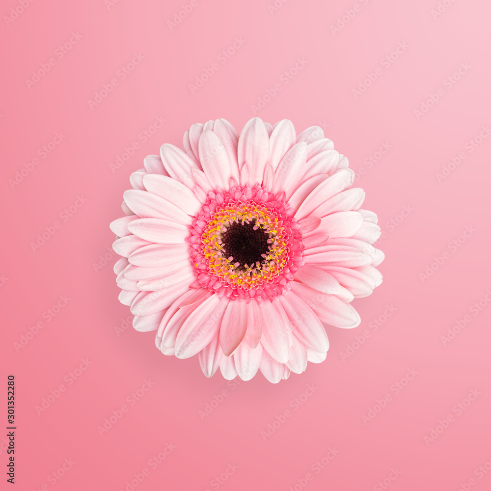 Pink gerbera on pink background, minimal design, top view Pink gerbera on pink background, minimal design, top view