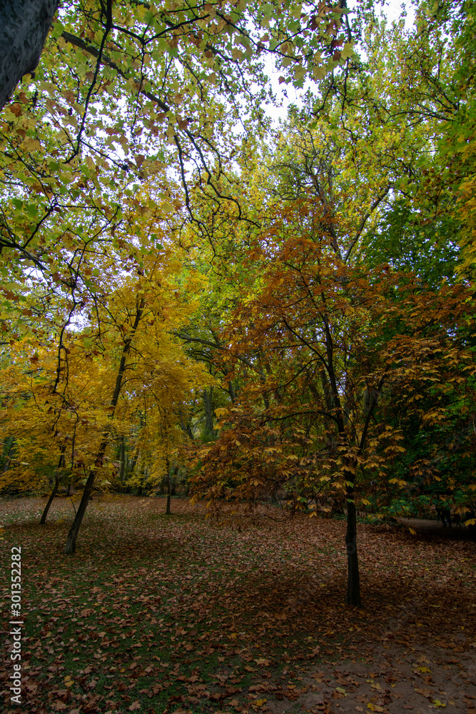 forest in autumn with leaf on the ground forest in autumn with leaf on the ground