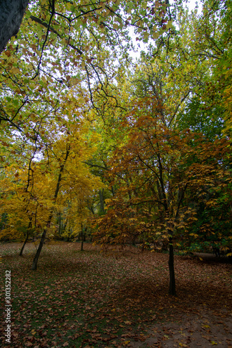 forest in autumn with leaf on the ground