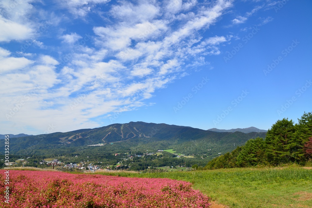 Fototapeta premium ひるがの高原