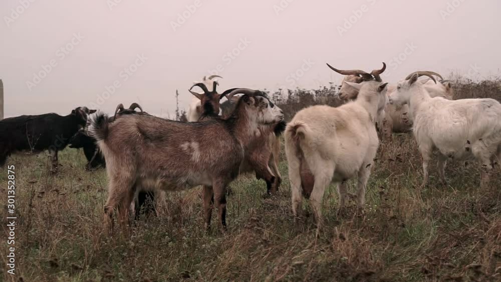 custom made wallpaper toronto digitalGrazing Herd of goats on Dry Autumnal Pasture on the Top of the Hilly Landscape. Goats Walking On Foggy Field