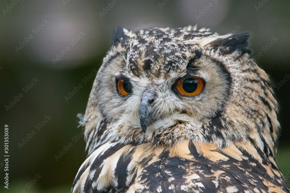 portrait of an eurasian eagle owl portrait of an eurasian eagle owl