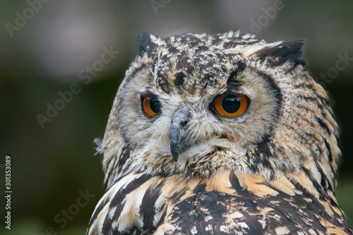 portrait of an eurasian eagle owl