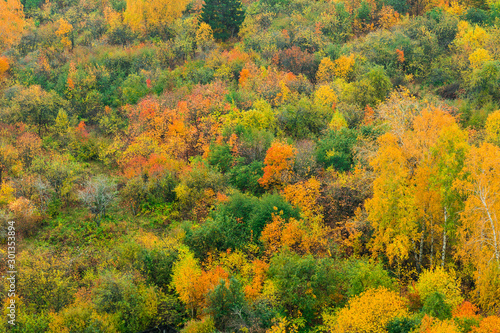 Young autumn forest with colorful leaves aerial view