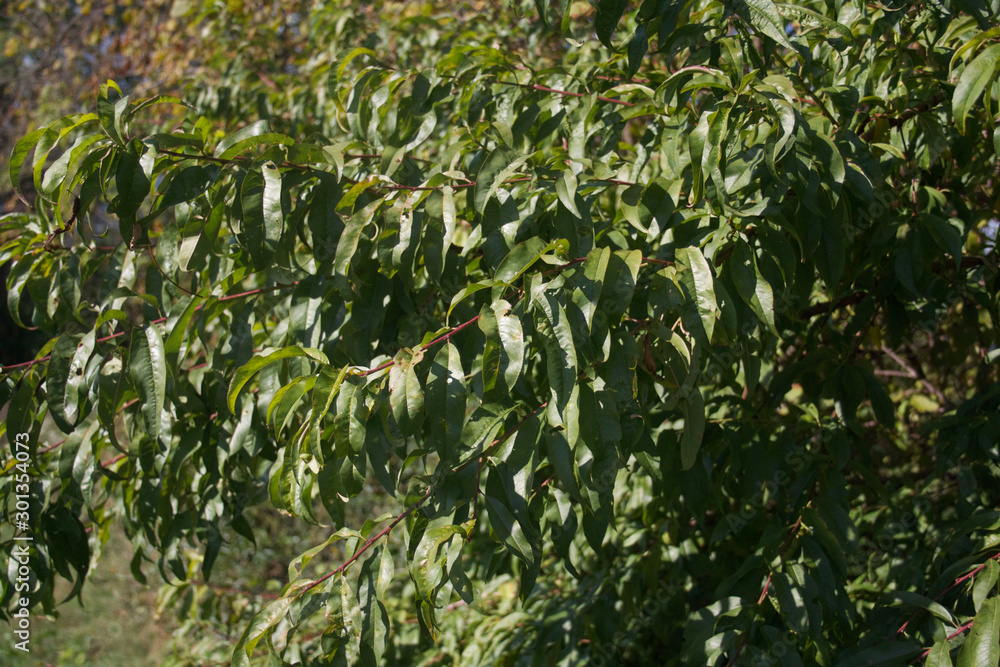 Peach tree branches with green leaves in the orchard on a sunny day. Prunus persica Peach tree branches with green leaves in the orchard on a sunny day. Prunus persica
