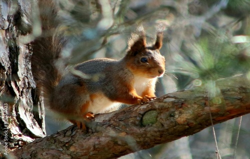 squirrel resting in a tree © Henrik
